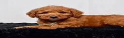 Mini Goldendoodle dogs for sale: Mr. Simon - Ad 5