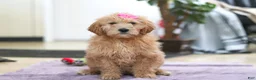 Goldendoodle dogs for sale: Miley - Ad 3