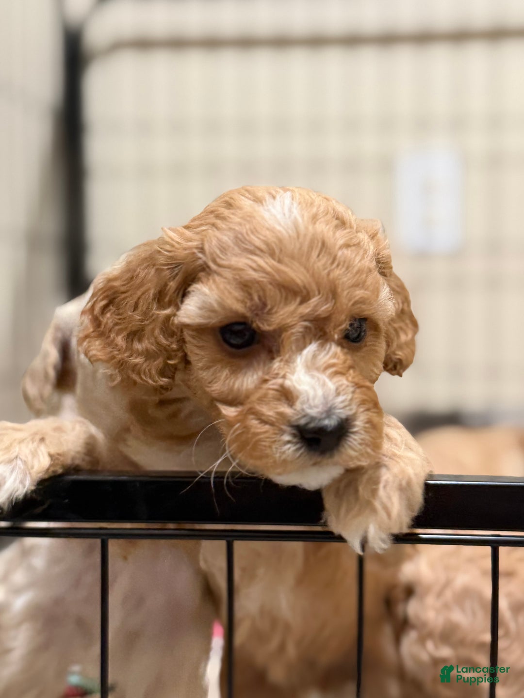 Bichpoo dogs for sale: Bichon frise Puppy 5 - Ad 4