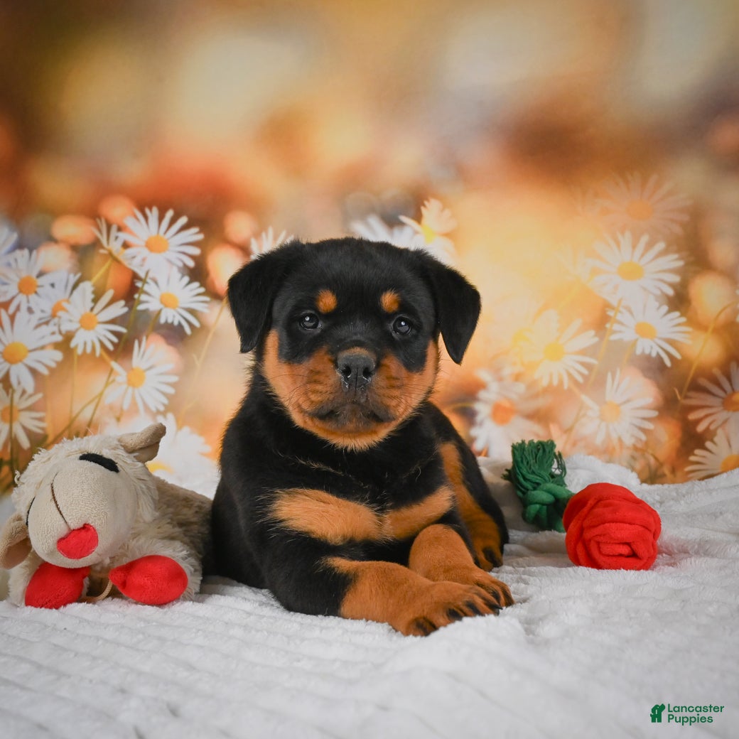 Rottweiler dogs Macy - Ad 2