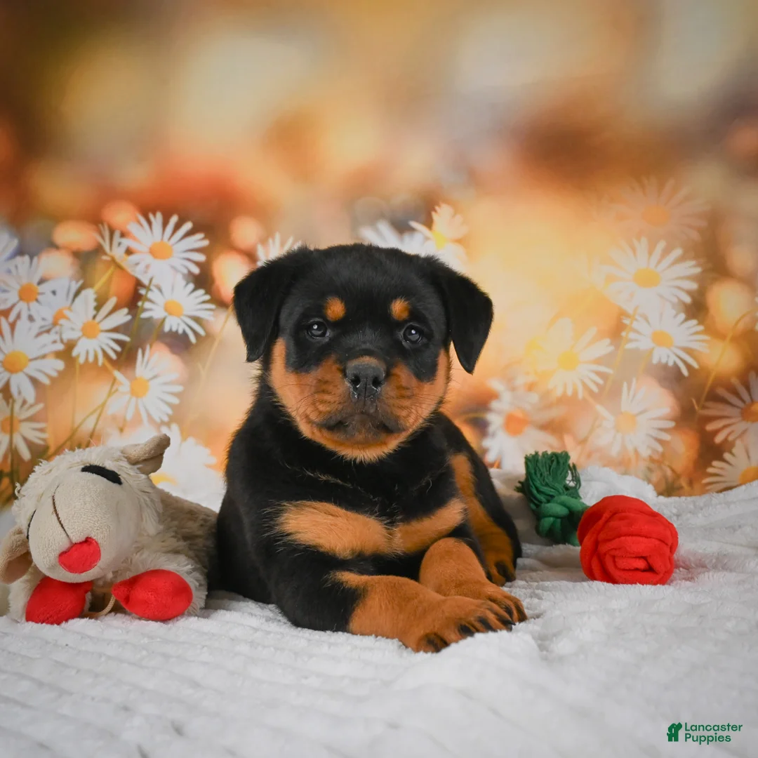 Rottweiler dogs for sale: Macy - Ad 2