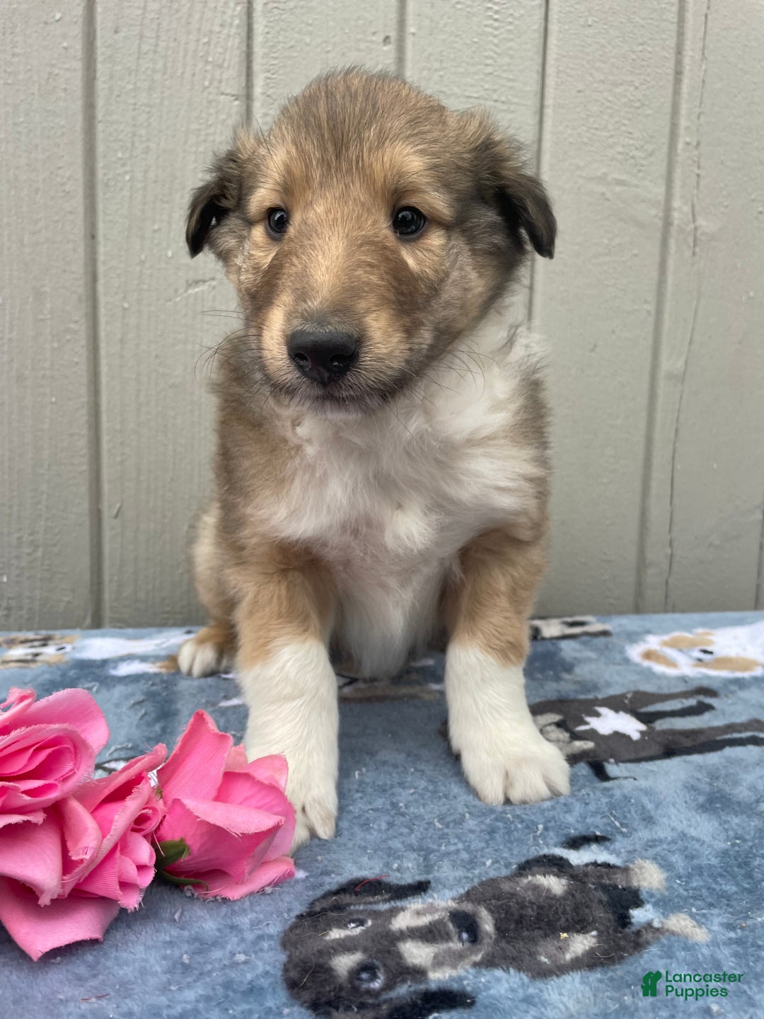 Collie dogs for sale: Carson - Ad 3