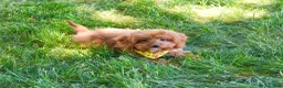 Cavapoo dogs for sale: Valentino  - Ad 6