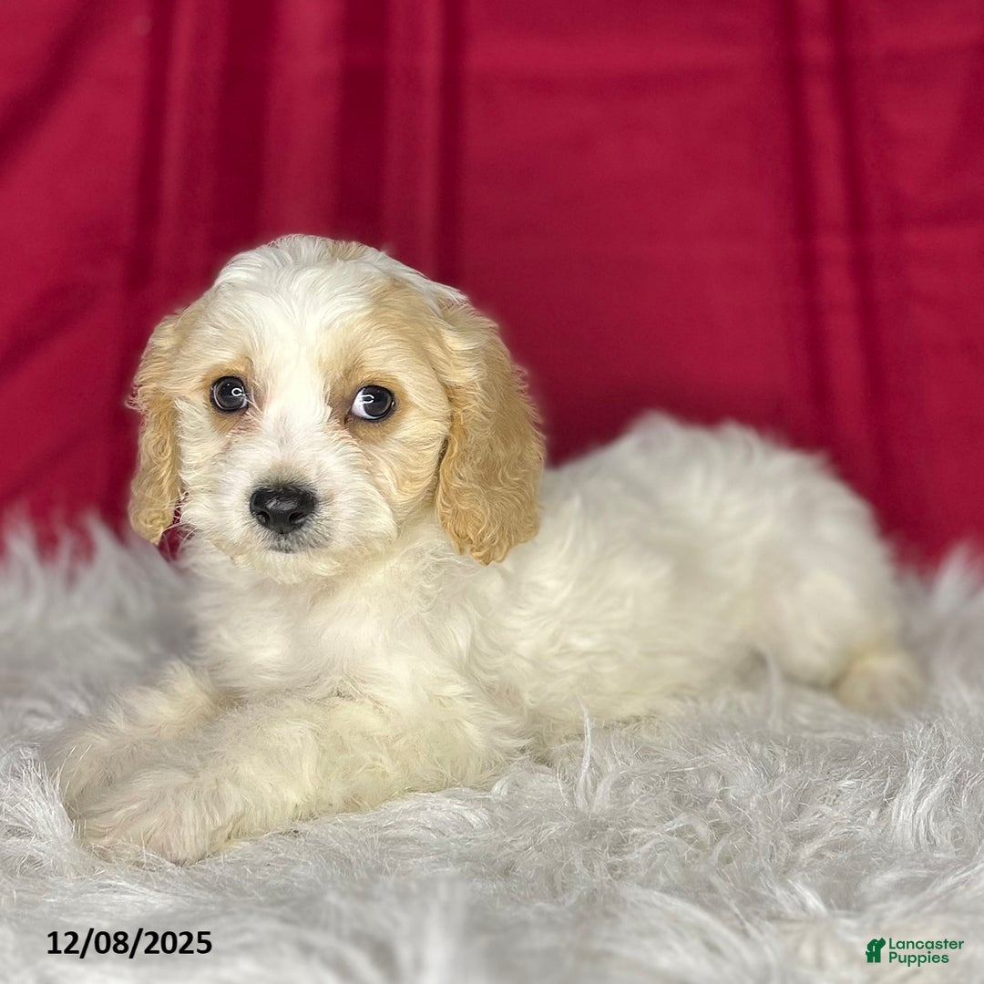 Cavachon dogs for sale: Athenia - Ad 2