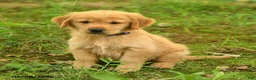 Golden Retriever dogs for sale: Darren - Ad 4