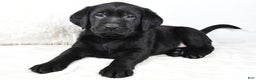 Labrador Retriever dogs for sale: Luna - Ad 7