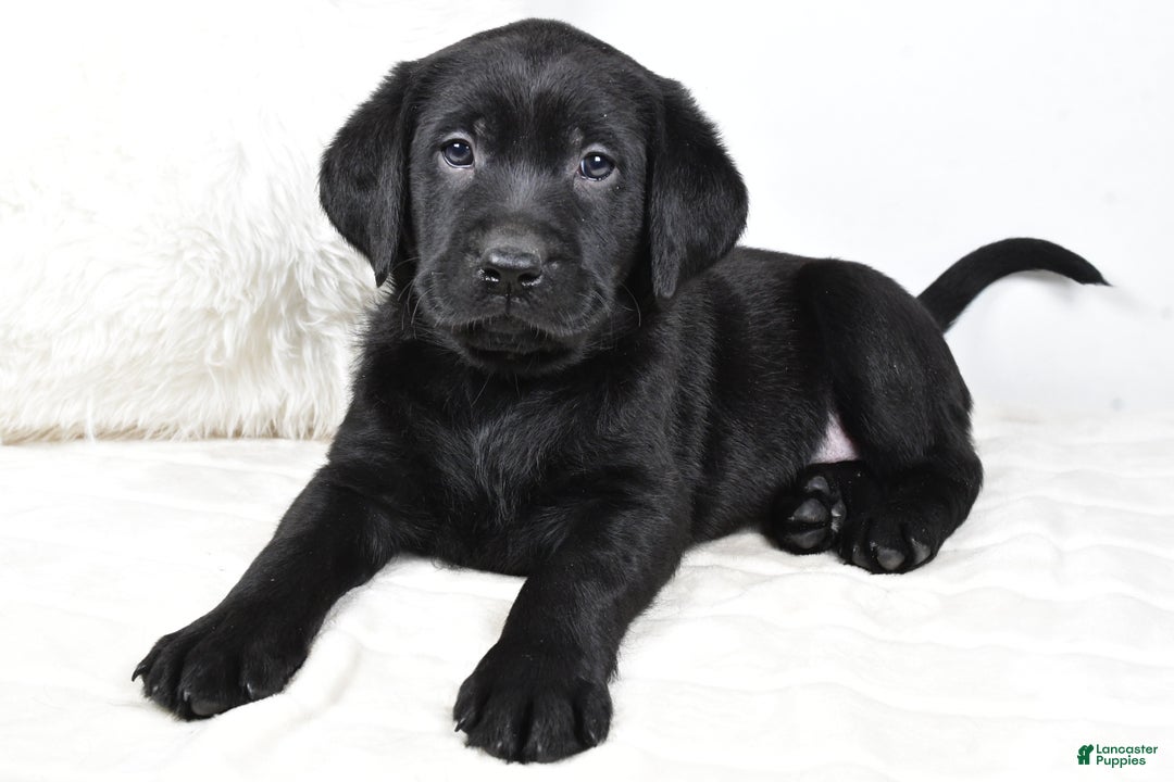 Labrador Retriever dogs for sale: Luna - Ad 7