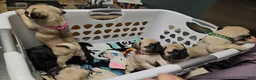 Pug dogs for sale: Pink - Ad 4