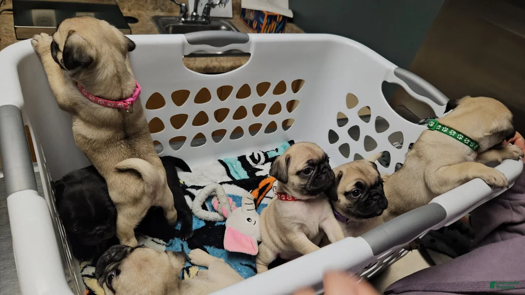 Pug dogs for sale: Pink - Ad 4