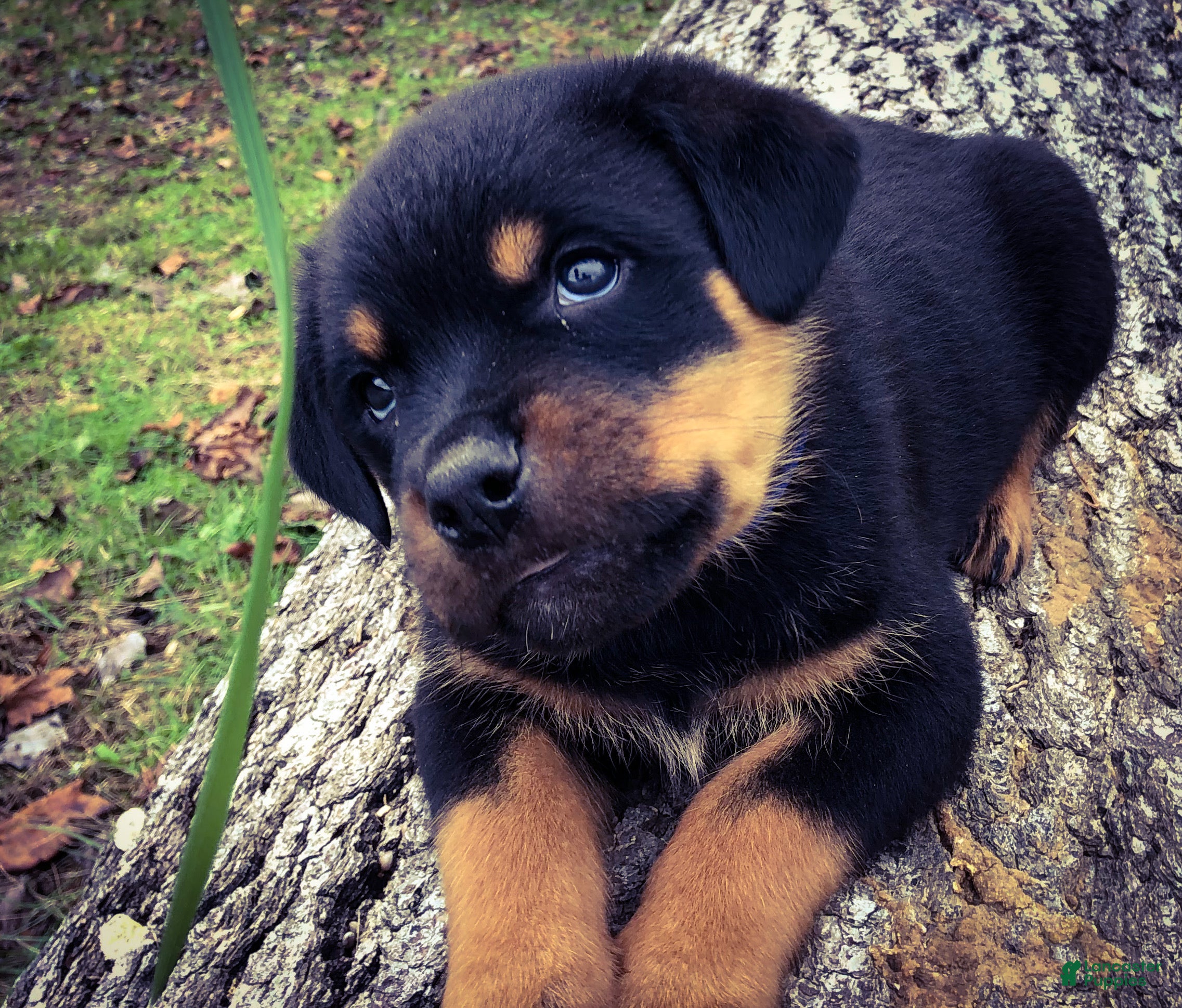 Rottweiler dogs Rottweiler Puppy 1 - Ad 29