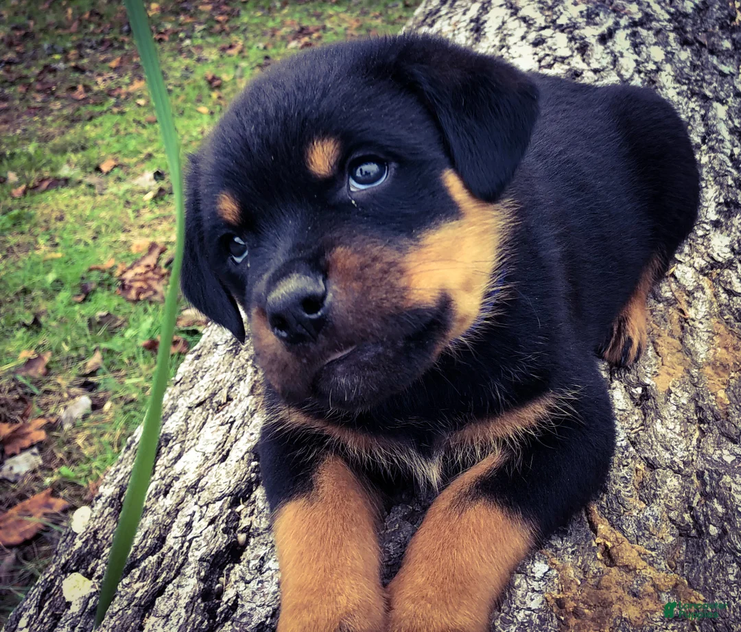 Rottweiler dogs for sale: Rottweiler Puppy 1 - Ad 1