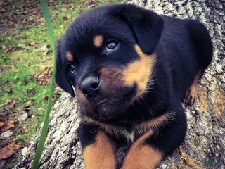 Rottweiler dogs Rottweiler Puppy 1 - Ad 29