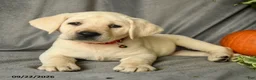 Labrador Retriever dogs for sale: Dianne - Ad 5