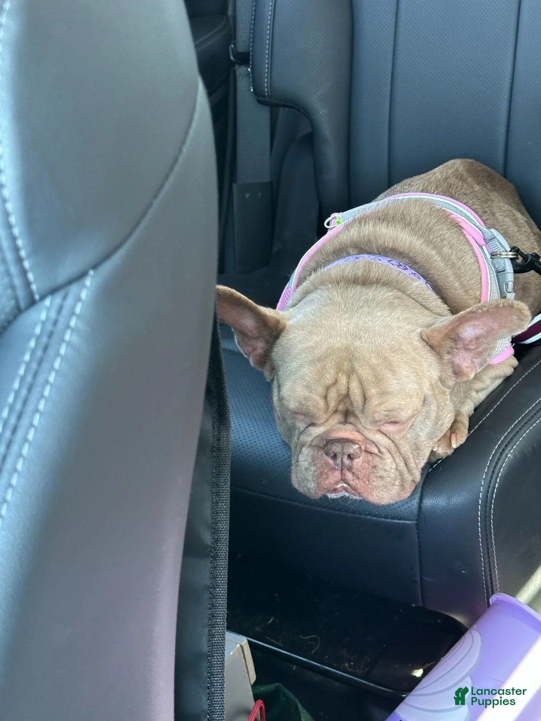 French Bulldog dogs for sale: Piglet - Ad 2
