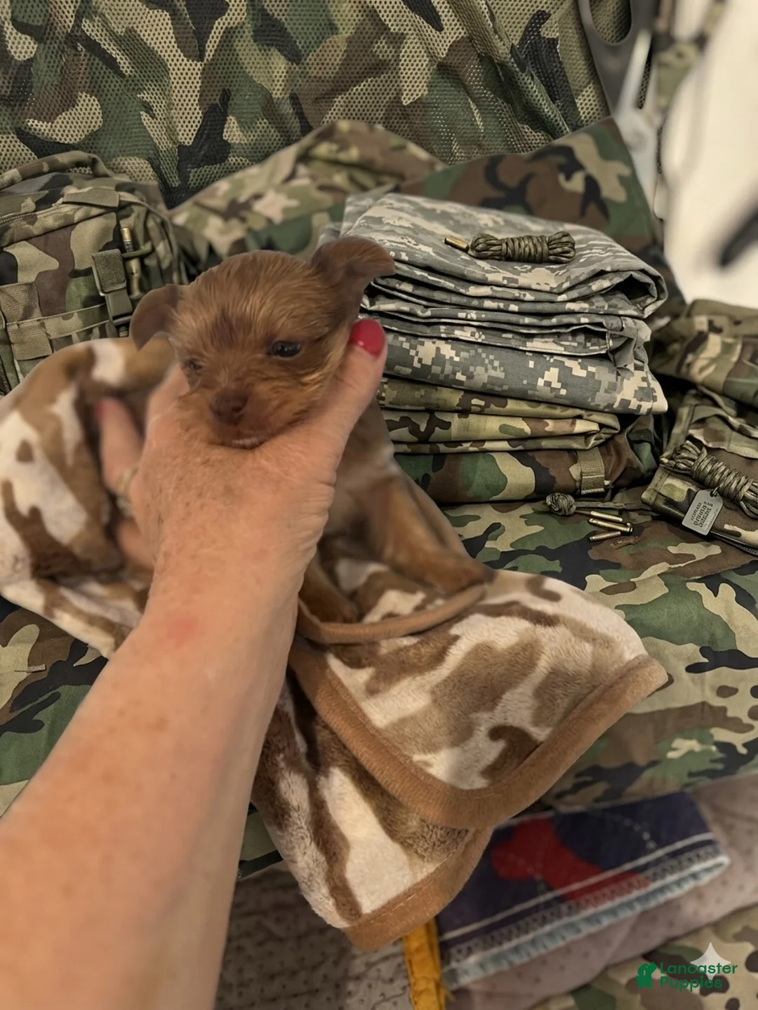 Yorkshire Terrier dogs for sale: AKC Chewbacca Gold Dust 🤩 - Ad 2