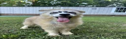 Siberian Husky dogs for sale: REYNA - Ad 9