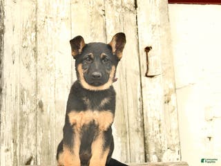 German Shepherd dogs Malerie - Ad 29