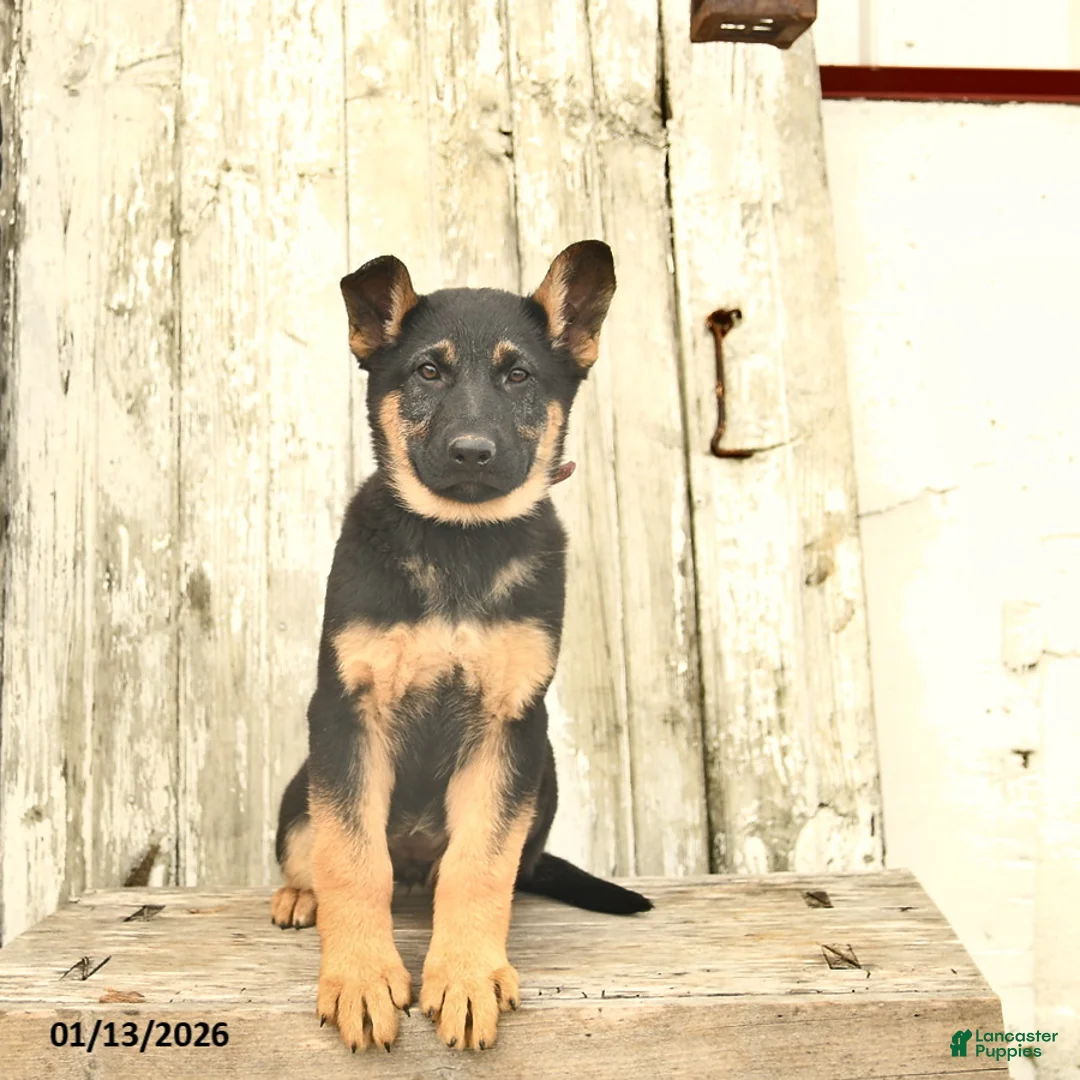 German Shepherd dogs for sale: Malerie - Ad 1
