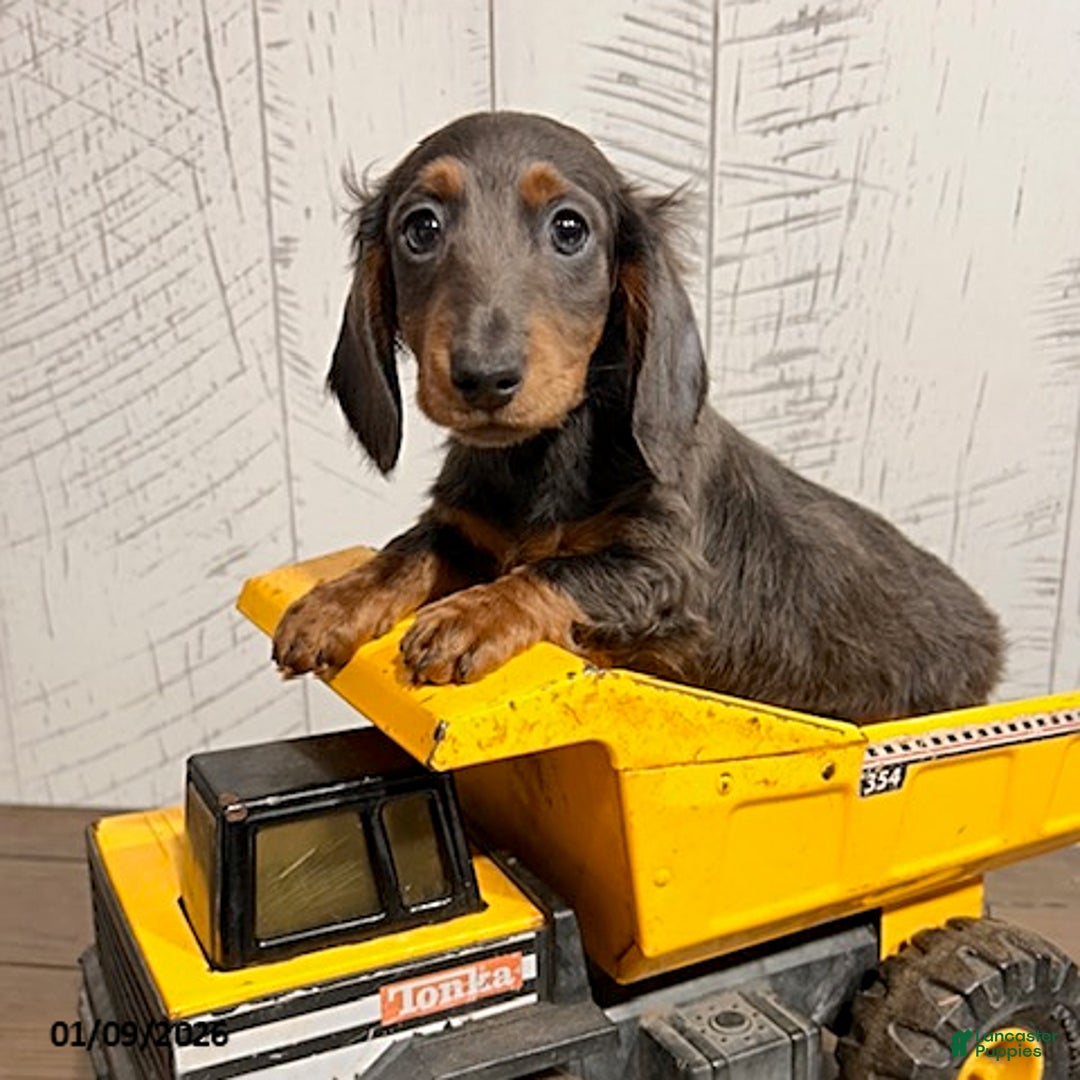 Miniature Dachshund dogs for sale: Clyde - Ad 3