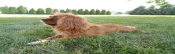 Cavalier King Charles Spaniel dogs for sale: Gracie - Ad 3