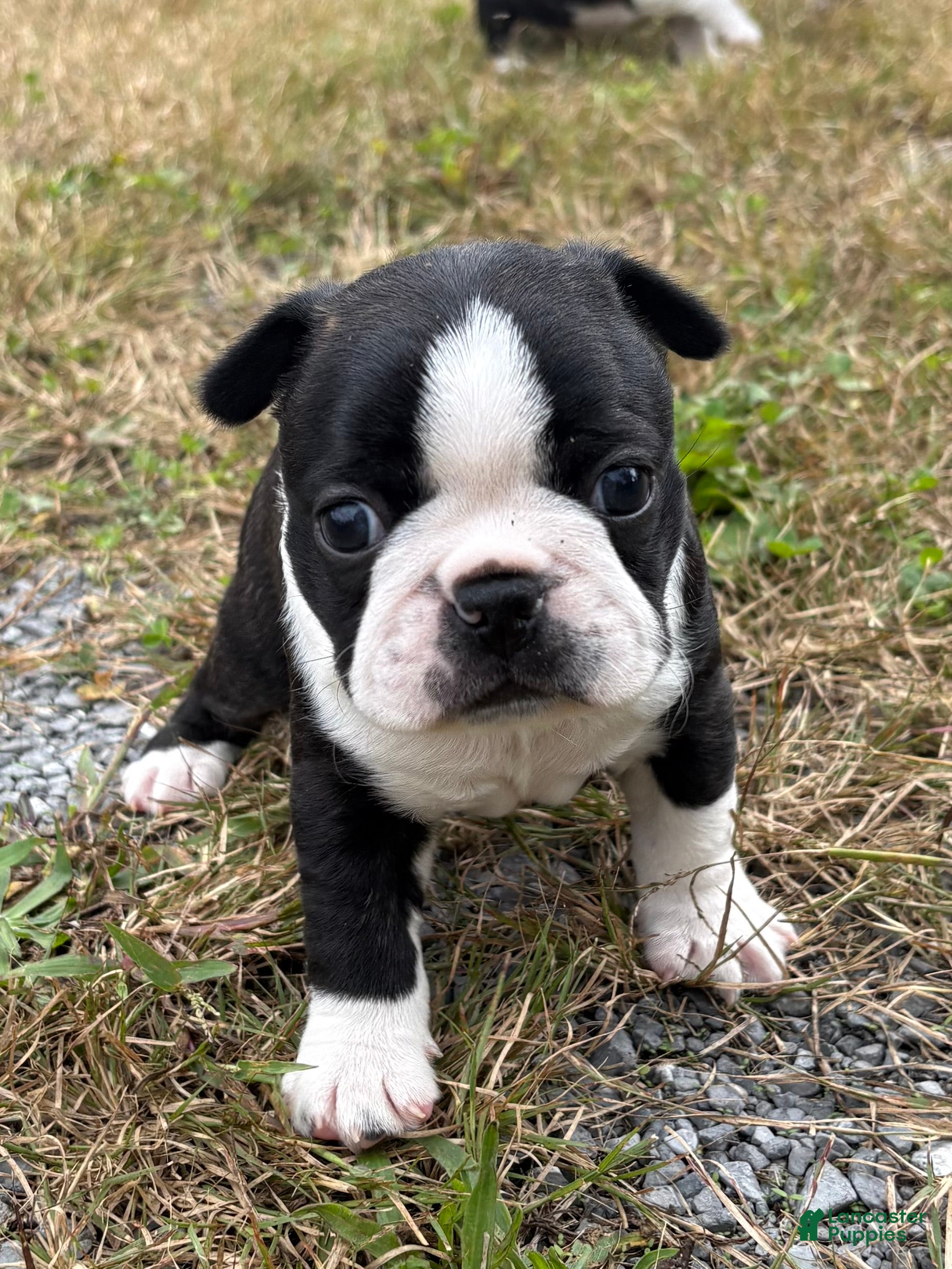 Boston Terrier