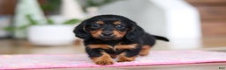 Miniature Dachshund dogs for sale: Mariah - Ad 10