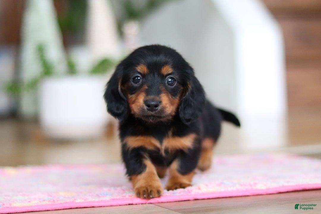 Miniature Dachshund dogs for sale: Mariah - Ad 10