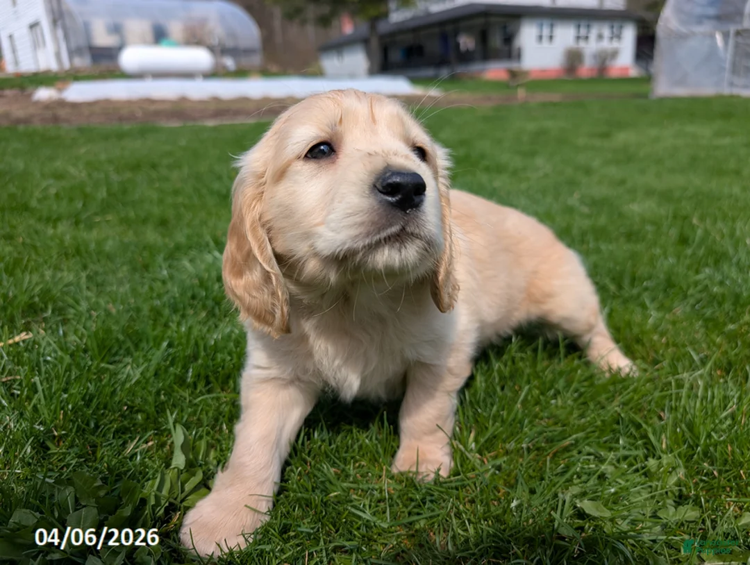 Mixed Breed dogs for sale: Amos - Ad 10