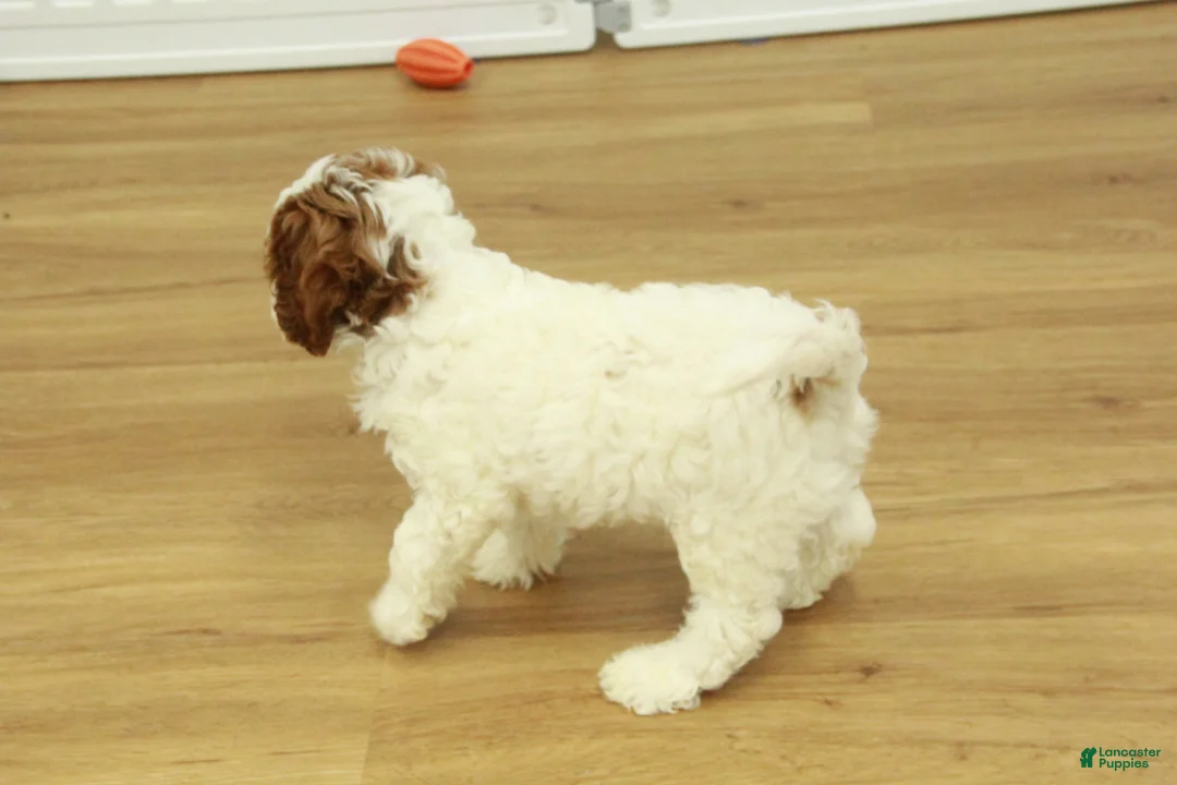 Cavapoo dogs for sale: Leo - Ad 2