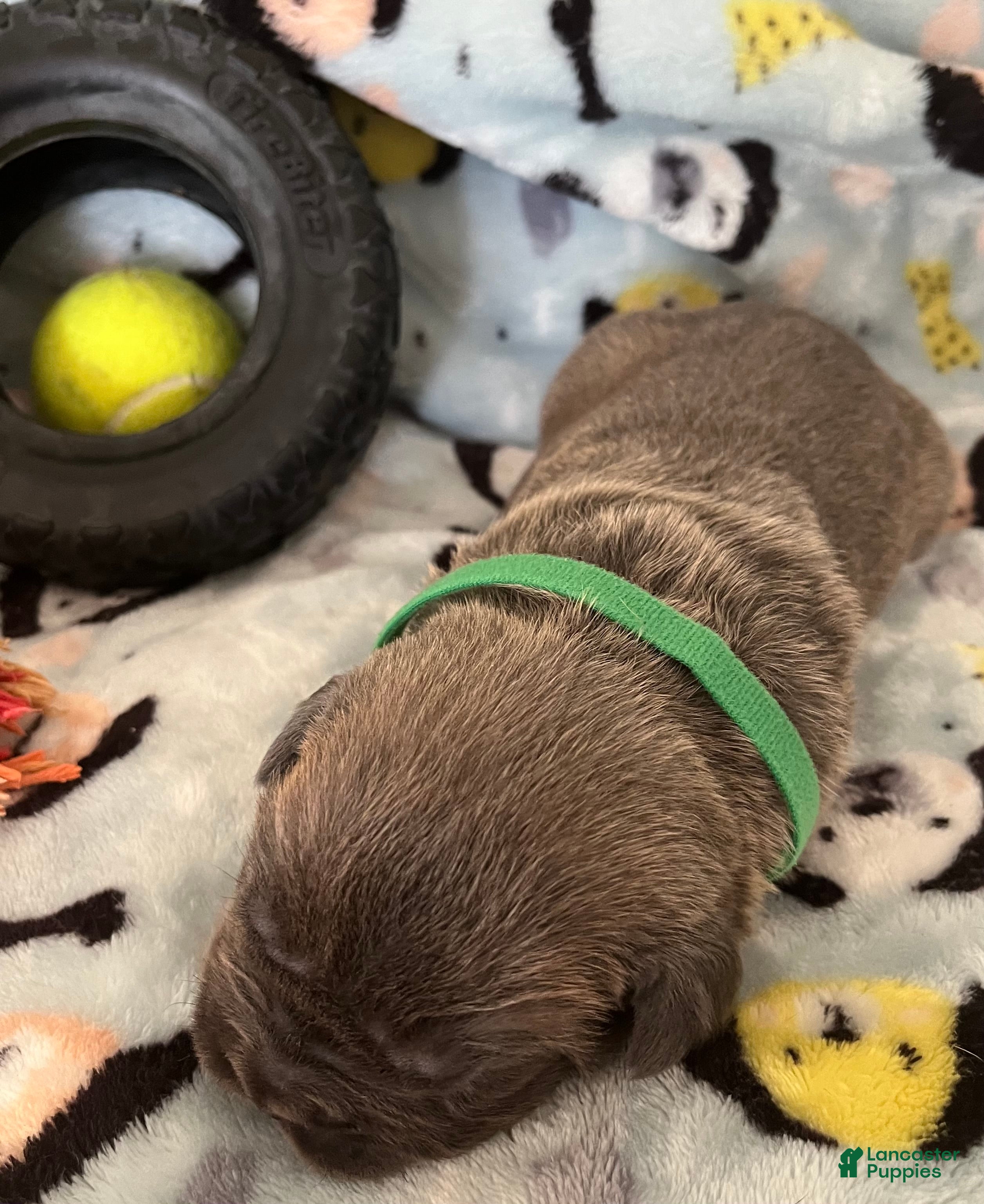 Cane Corso dogs for sale: Orange collar - Ad 19