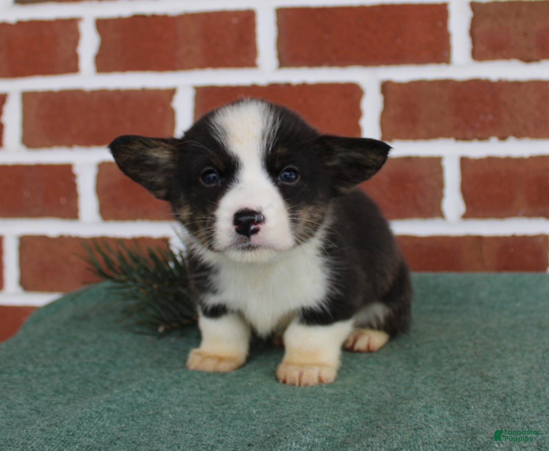 Welsh Corgi Pembroke dogs for sale: Josh - Ad 1