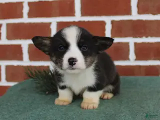 Welsh Corgi Pembroke dogs Josh - Ad 40