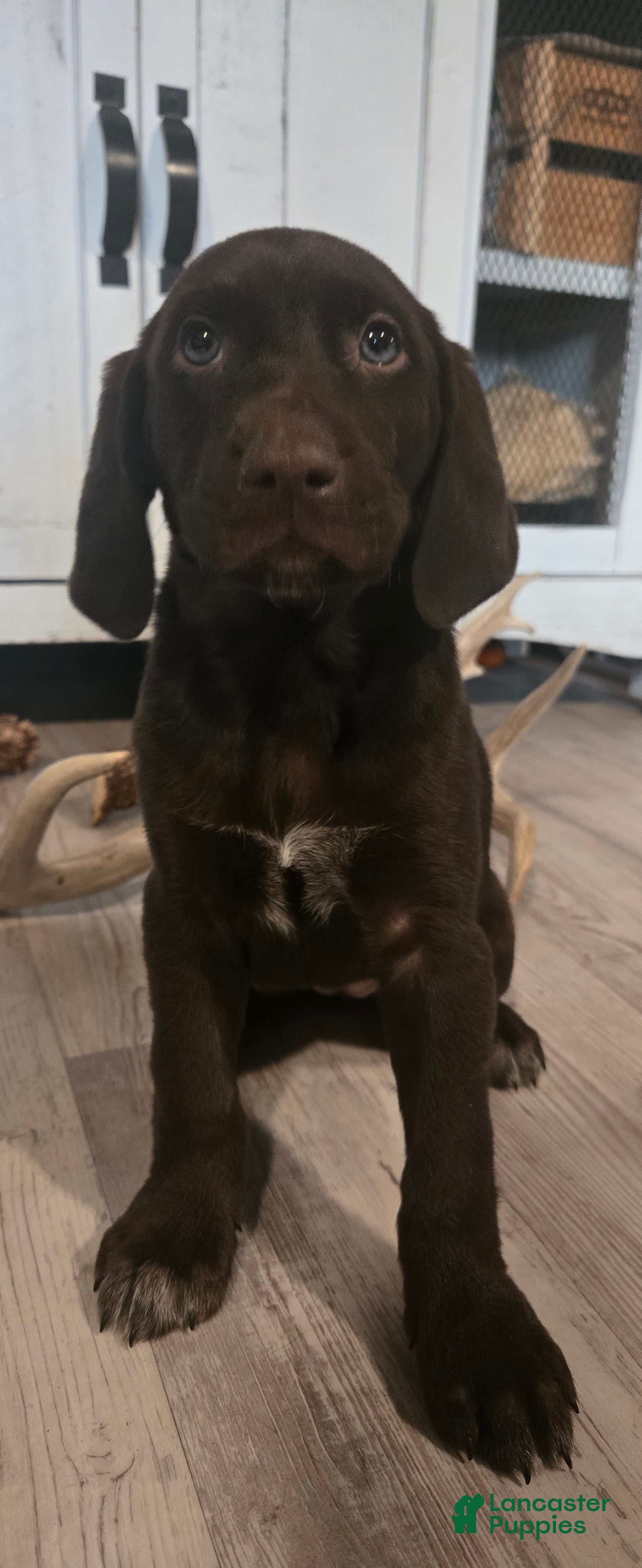 Mixed Breed dogs Chocolate girl #1 - Ad 1