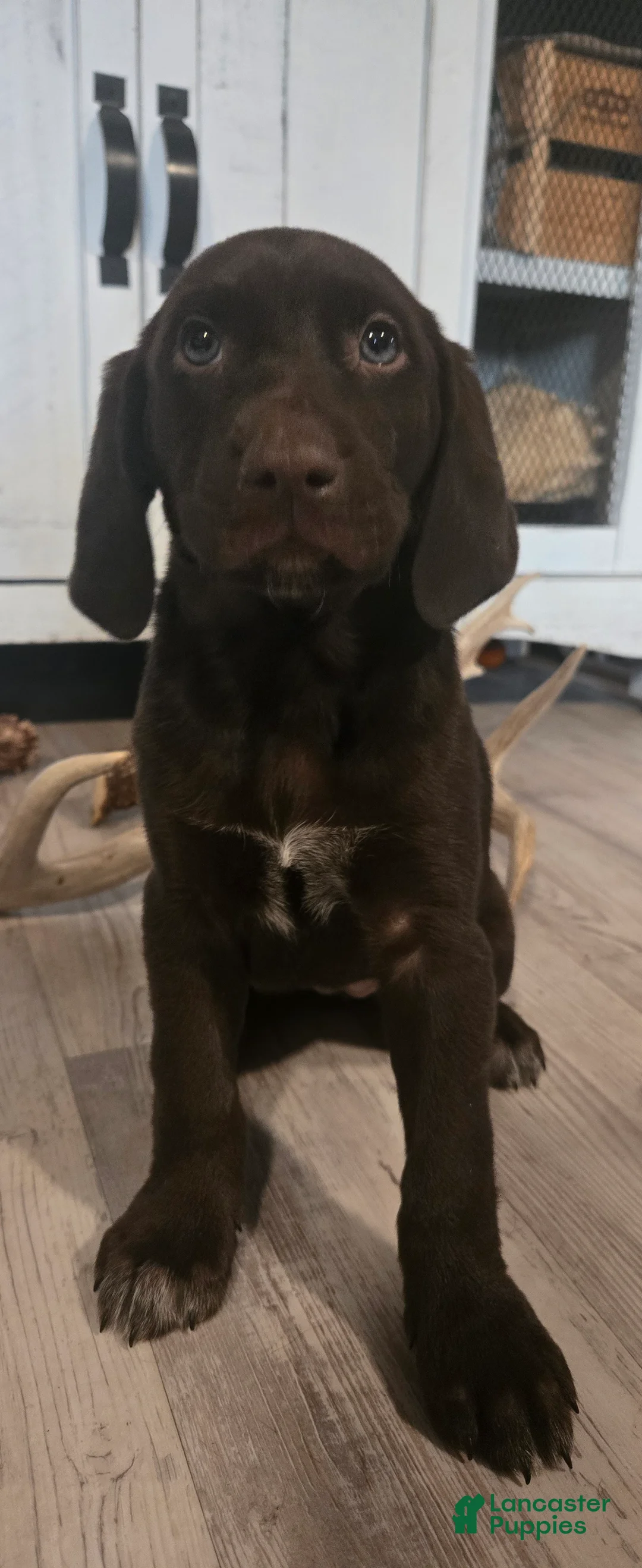 Mixed Breed dogs for sale: Chocolate girl #1 - Ad 1