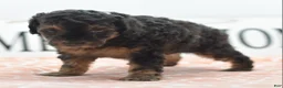 Toy Poodle dogs for sale: Shadow  - Ad 7