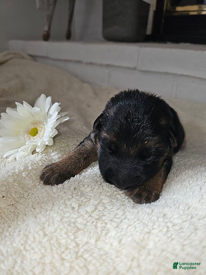 German Shepherd dogs for sale: Maddie - Ad 1