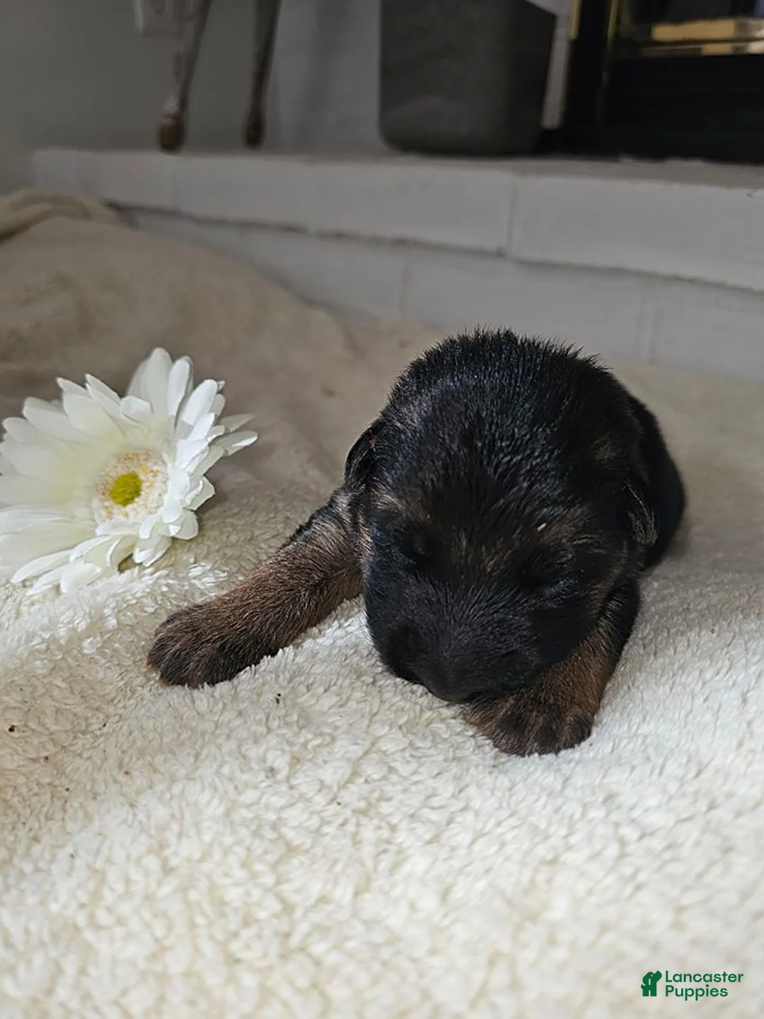 German Shepherd dogs for sale: Maddie - Ad 1