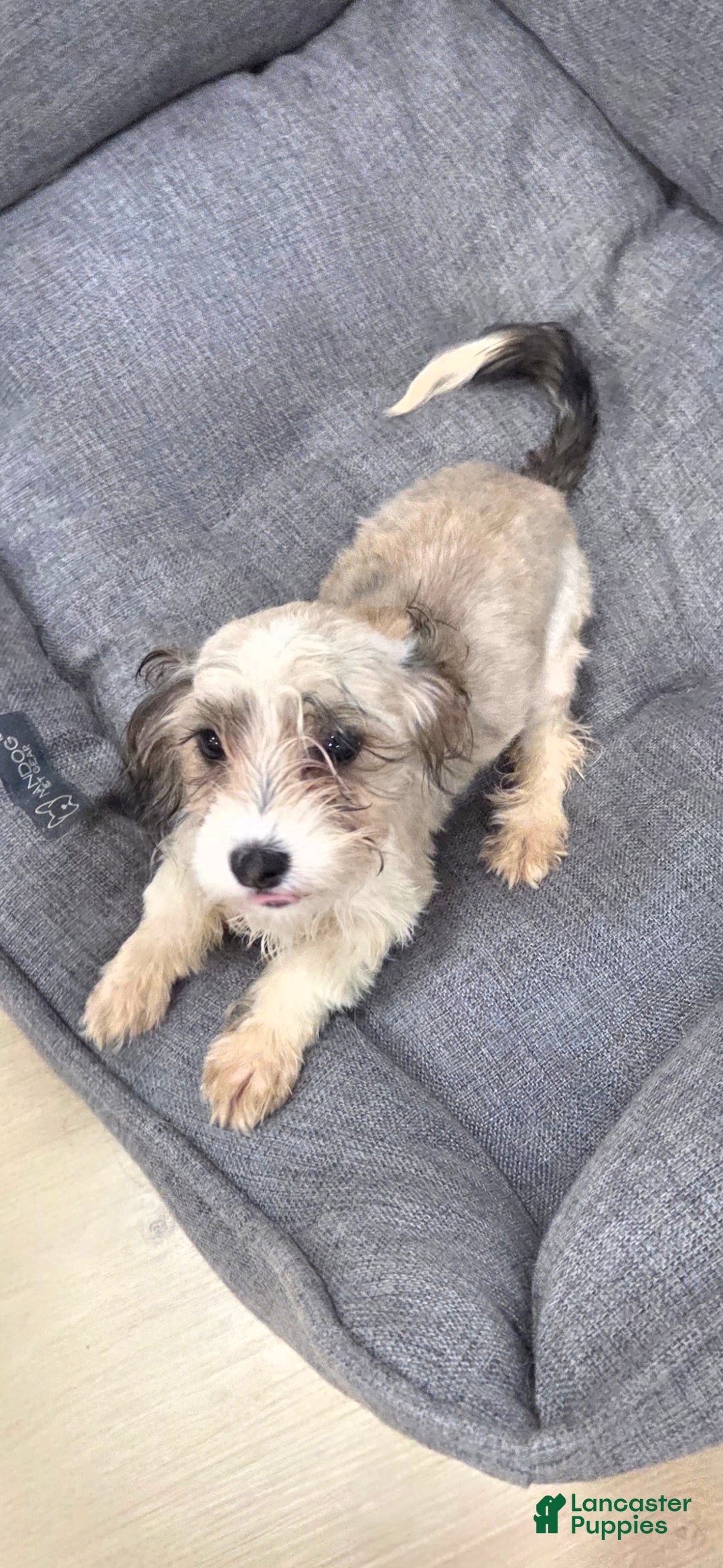 Mixed Breed dogs for sale: Luna Corgi Mixed Small Breed Puppy  - Ad 2