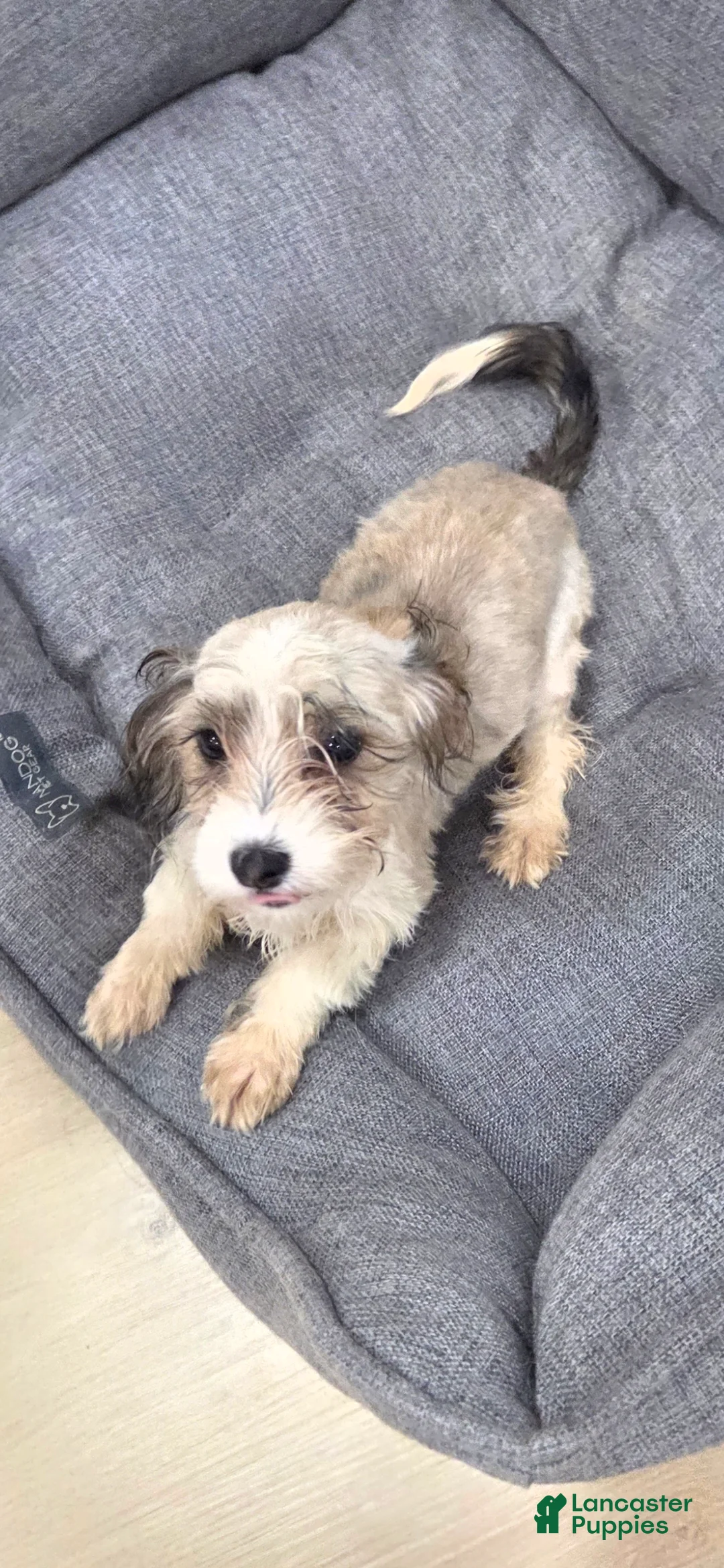 Mixed Breed dogs for sale: Luna Corgi Mixed Small Breed Puppy  - Ad 1