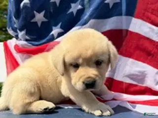 Labrador Retriever dogs Labrador Retriever Male 5 - Ad 20