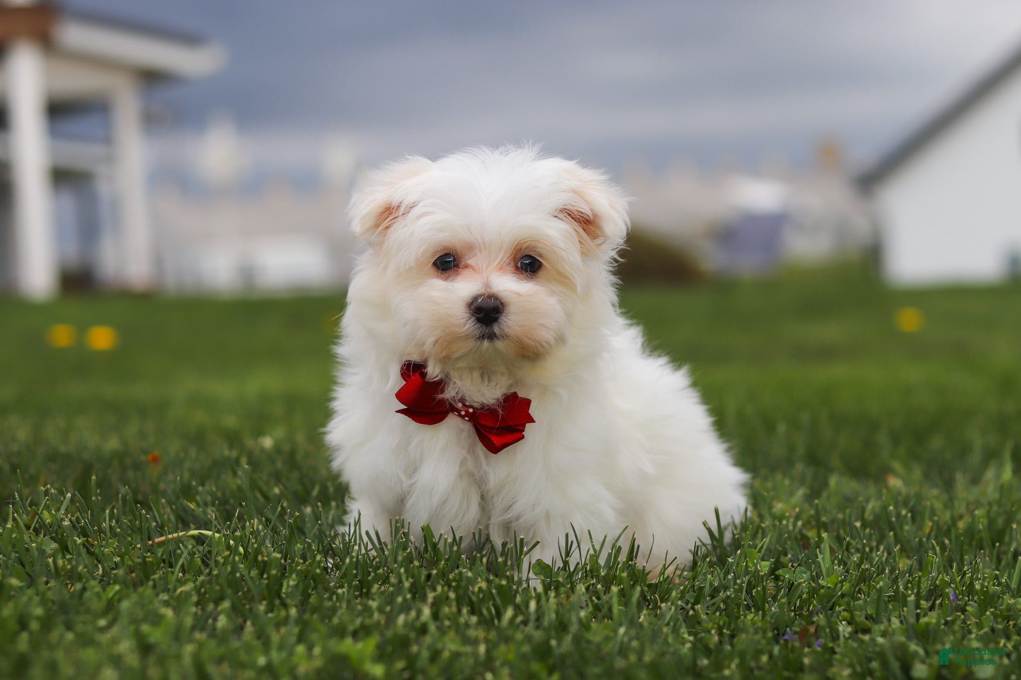 Maltese dogs Jessie - Ad 2