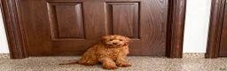 Cavapoo dogs for sale: Cavapoo male Puppy 3 - Ad 5
