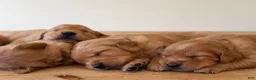 Golden Retriever dogs for sale: Golden Retriever 6 - Ad 5