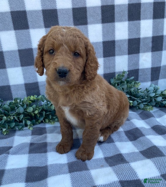 Mini Goldendoodle dogs Leo - Ad 1