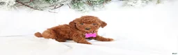 Miniature Poodle dogs for sale: Luna - Ad 1
