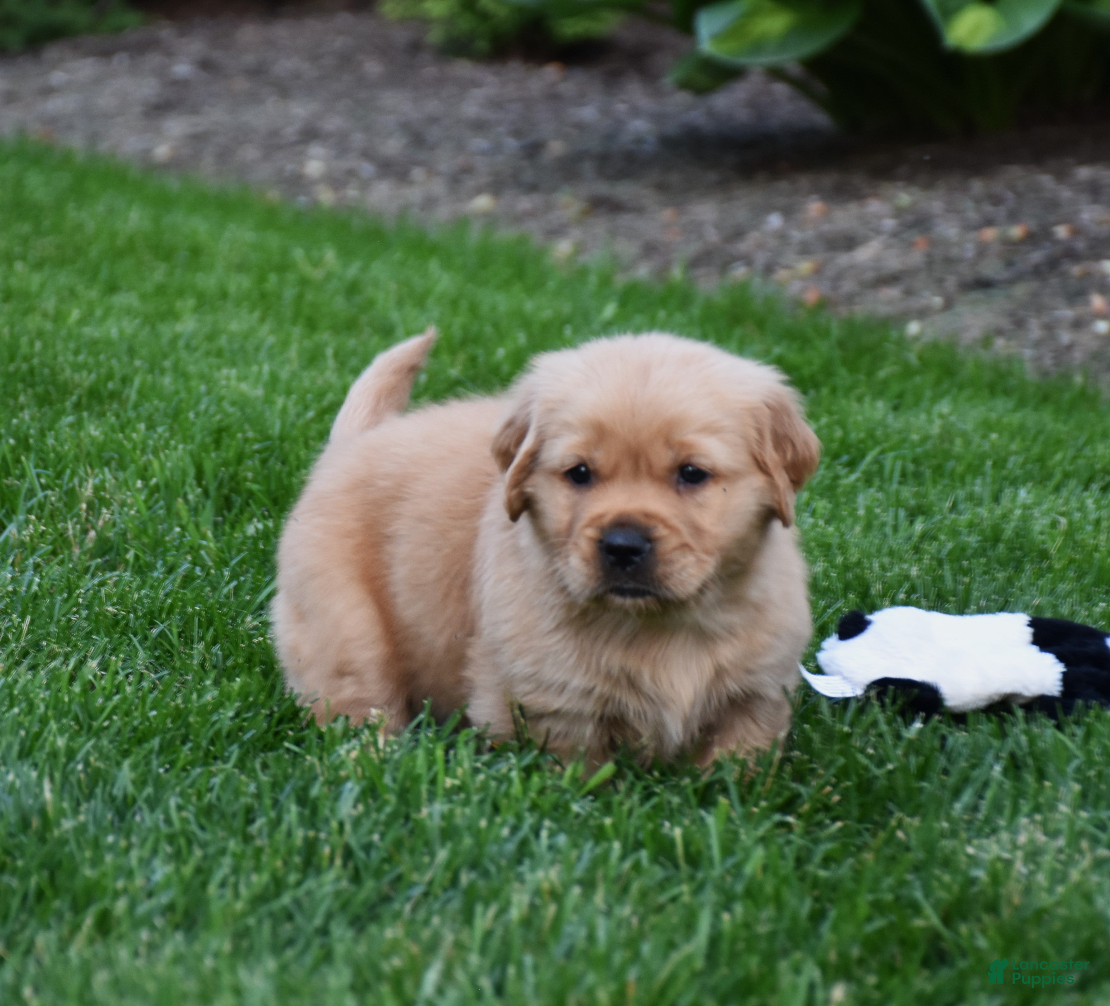 Golden Retriever dogs Atlas - Ad 2