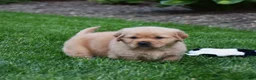 Golden Retriever dogs for sale: Atlas - Ad 2