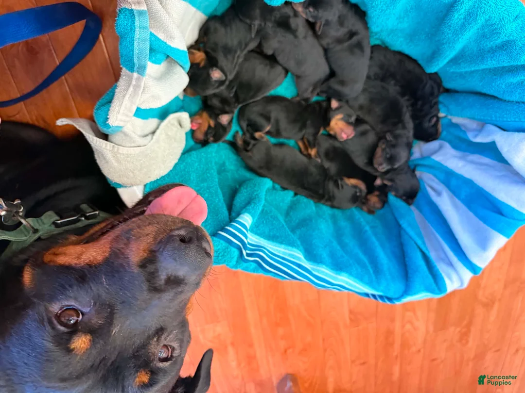 Rottweiler dogs for sale: Rottweiler 3 - Ad 5