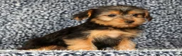 Yorkshire Terrier dogs for sale: Amy - Ad 5