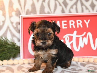 Yorkshire Terrier dogs Beth - Ad 3